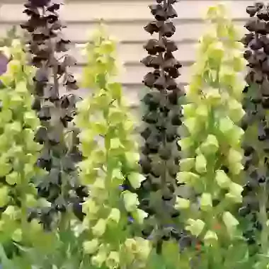 Mixed